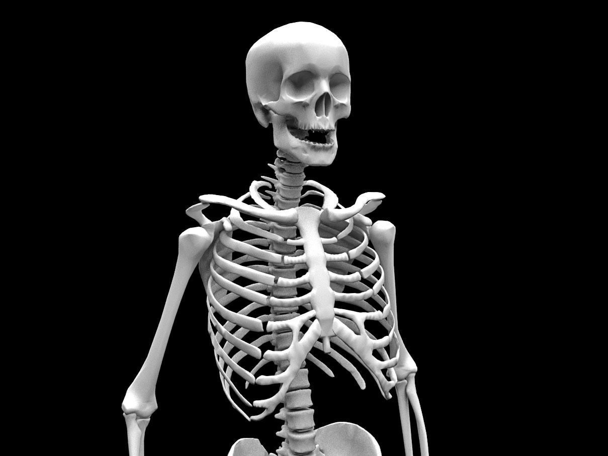 Realistic Human Skeletal System Low-poly 3D model_1