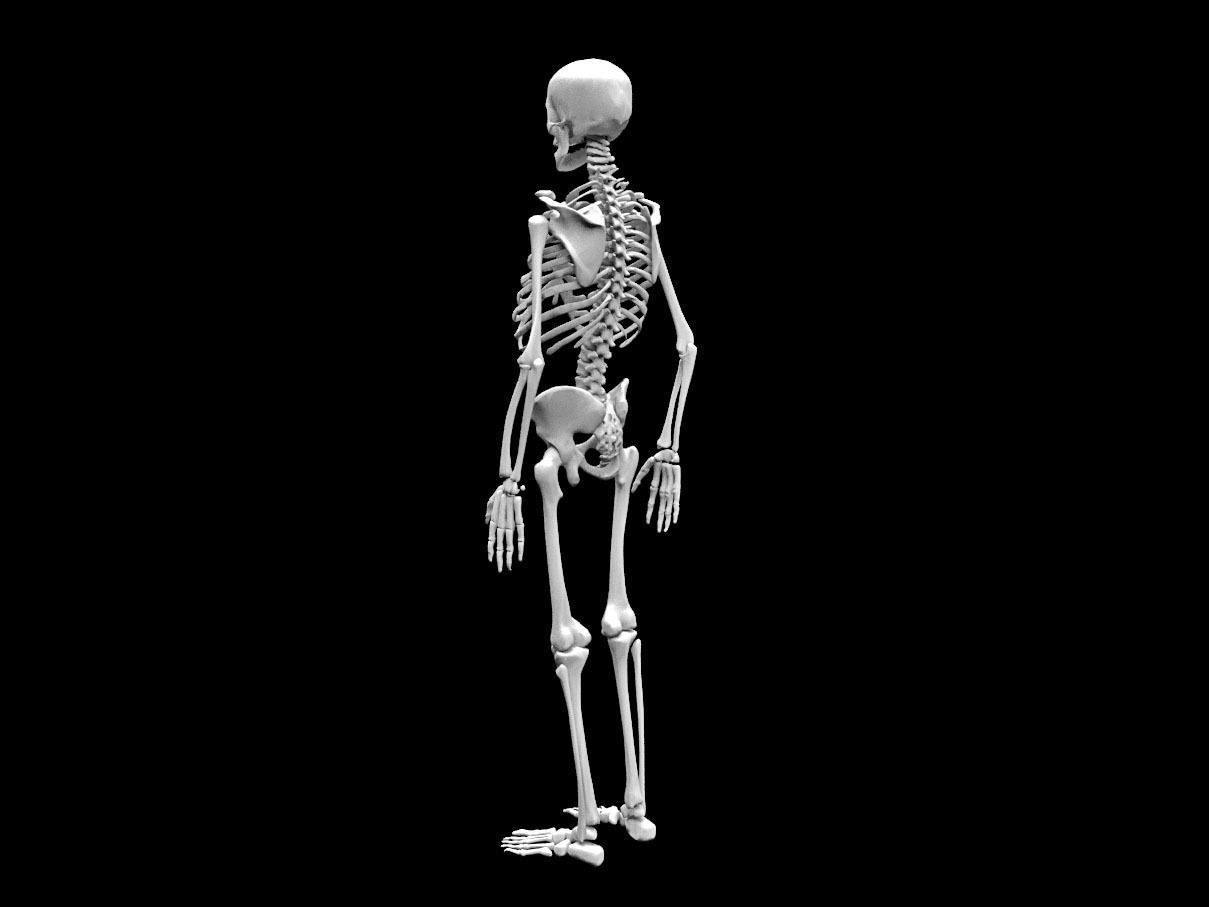 Realistic Human Skeletal System Low-poly 3D model_5