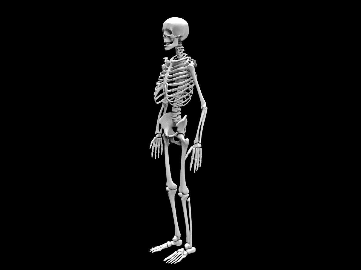 Realistic Human Skeletal System Low-poly 3D model_4
