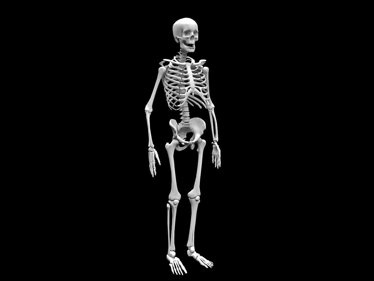 Realistic Human Skeletal System Low-poly 3D model_2