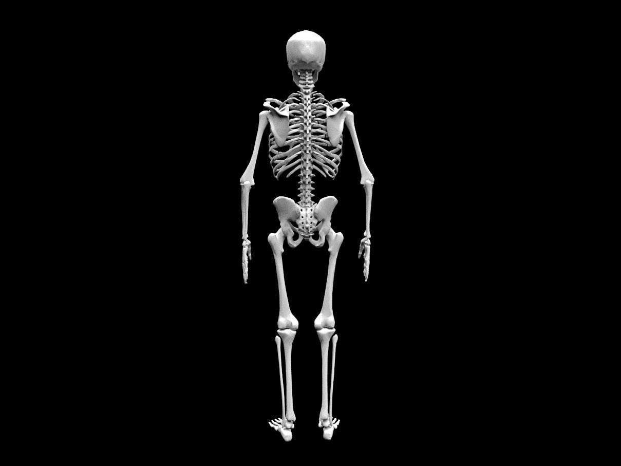 Realistic Human Skeletal System Low-poly 3D model_6