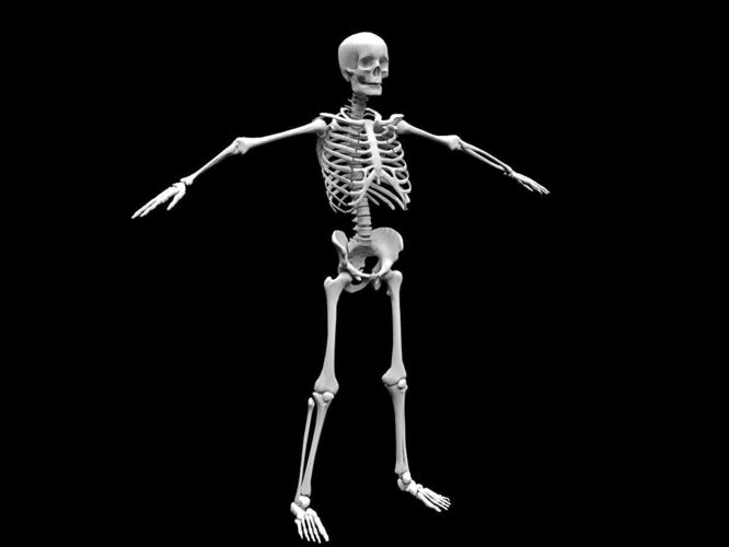 Realistic Human Skeletal System Low-poly 3D model