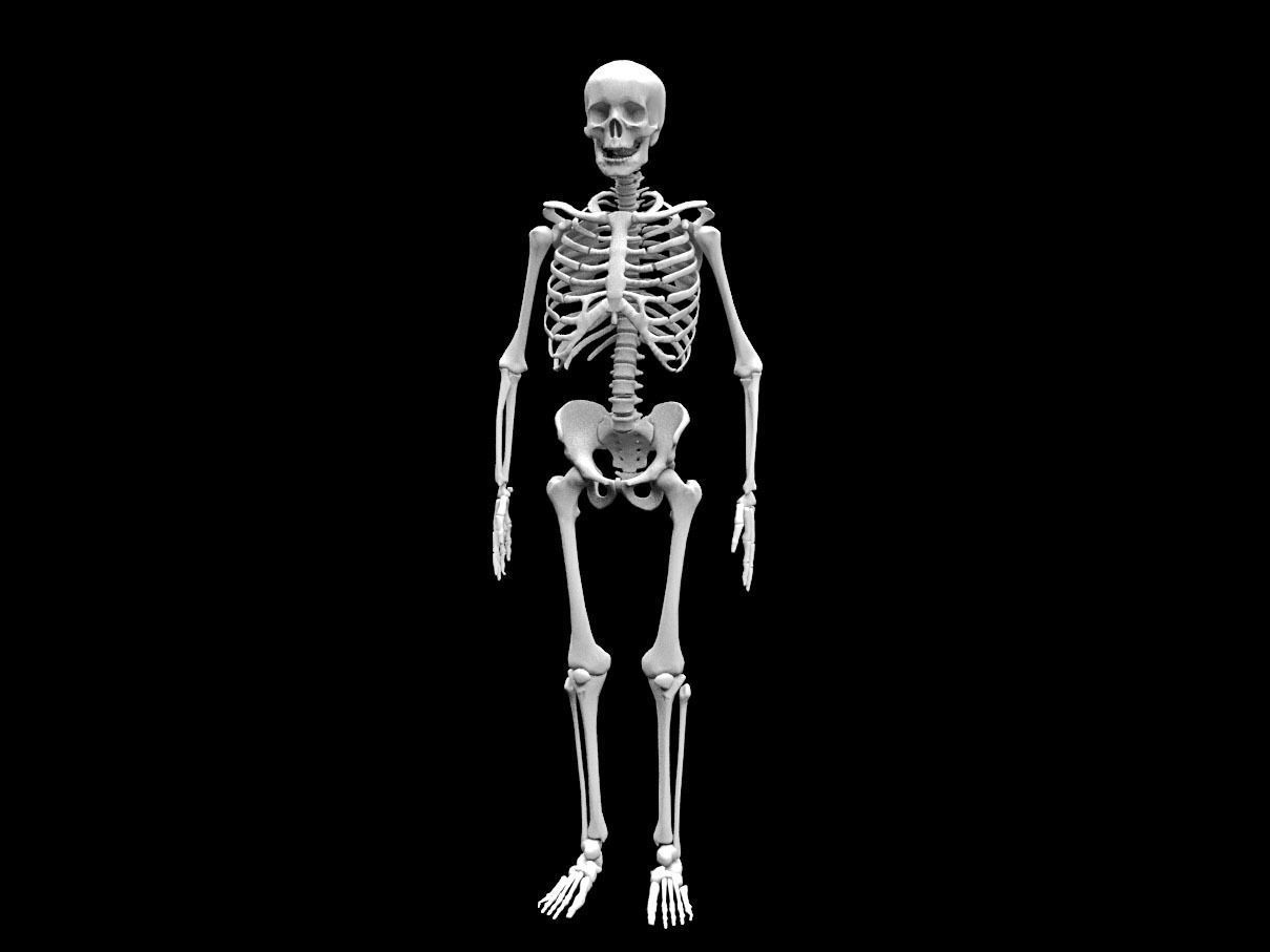 Realistic Human Skeletal System Low-poly 3D model_3