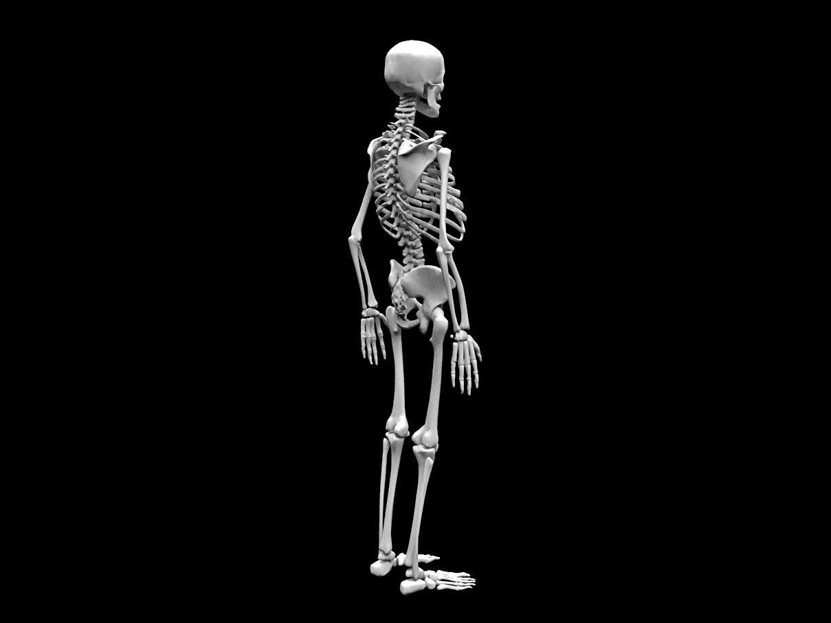 Realistic Human Skeletal System Low-poly 3D model_7
