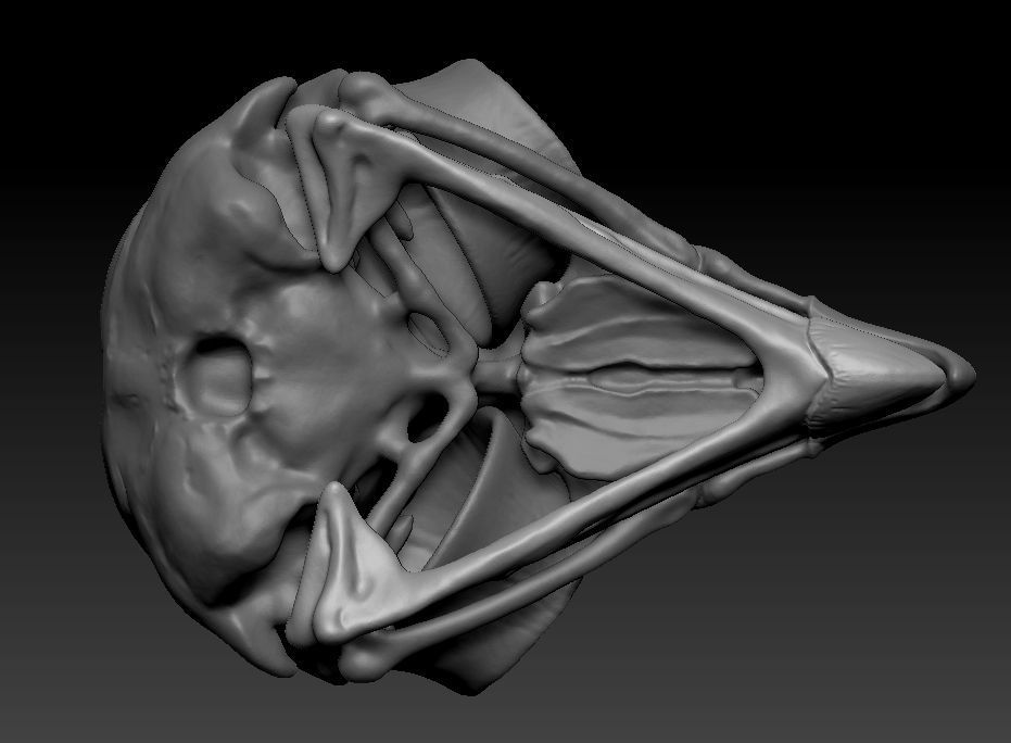 Owl skull 3D print model_14