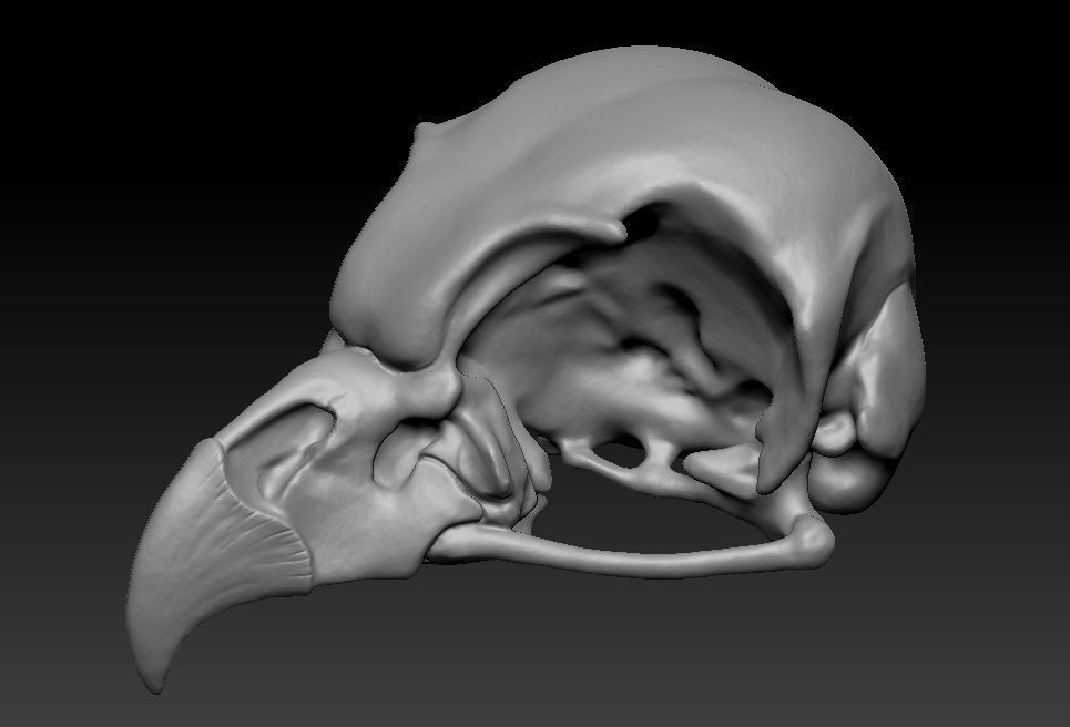 Owl skull 3D print model_16