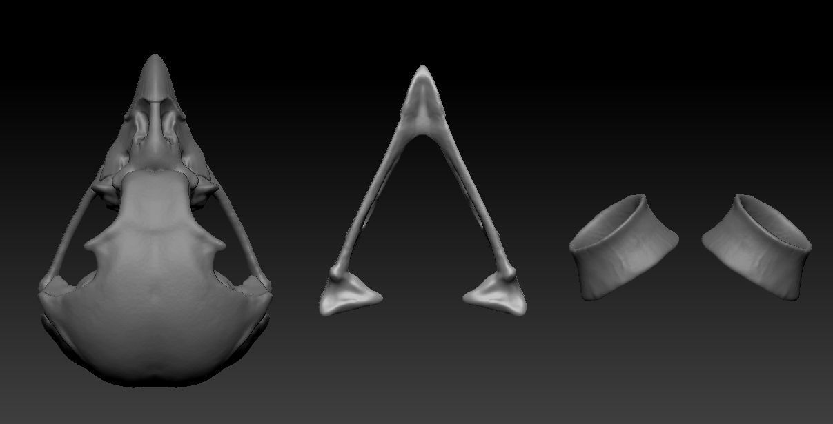 Owl skull 3D print model_12