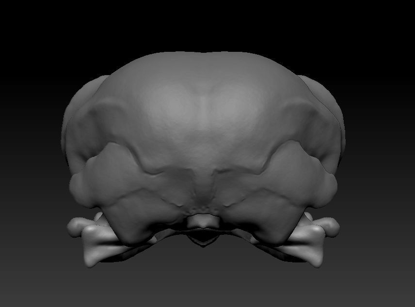 Owl skull 3D print model_7