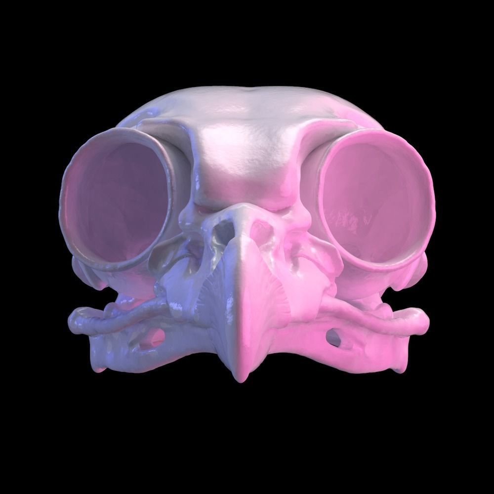 Owl skull 3D print model_1