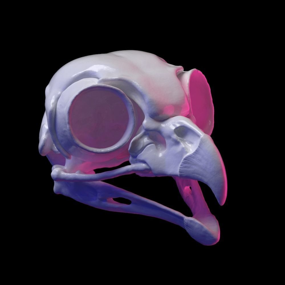 Owl skull 3D print model_0