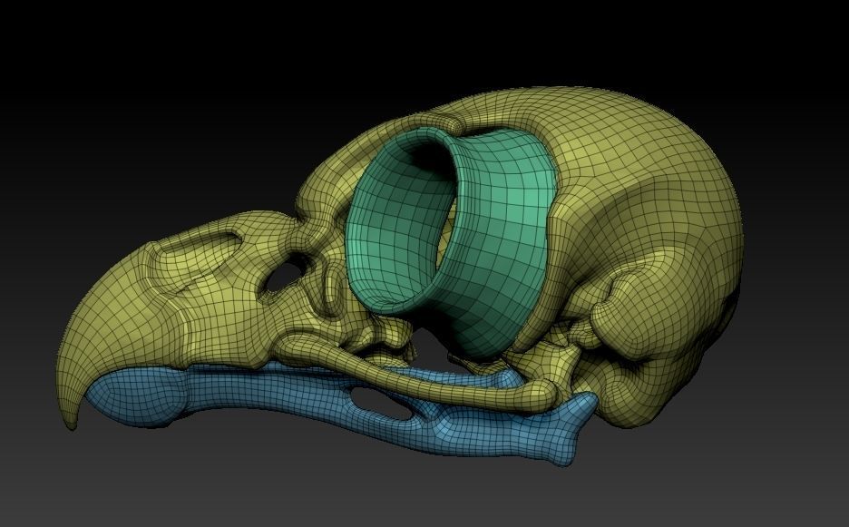 Owl skull 3D print model_21