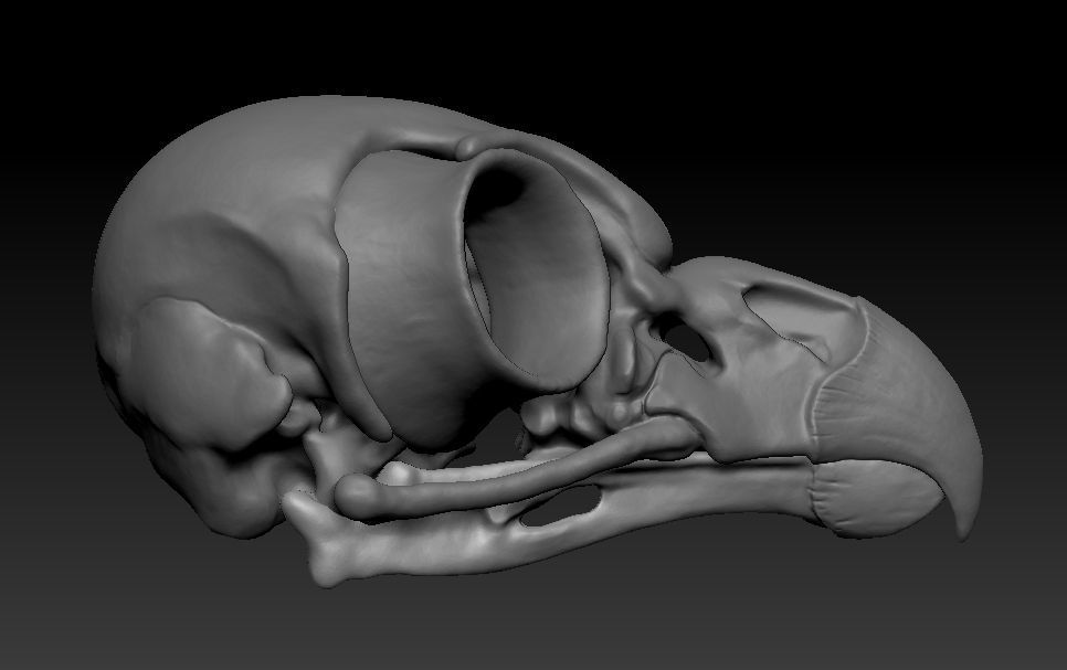 Owl skull 3D print model_8
