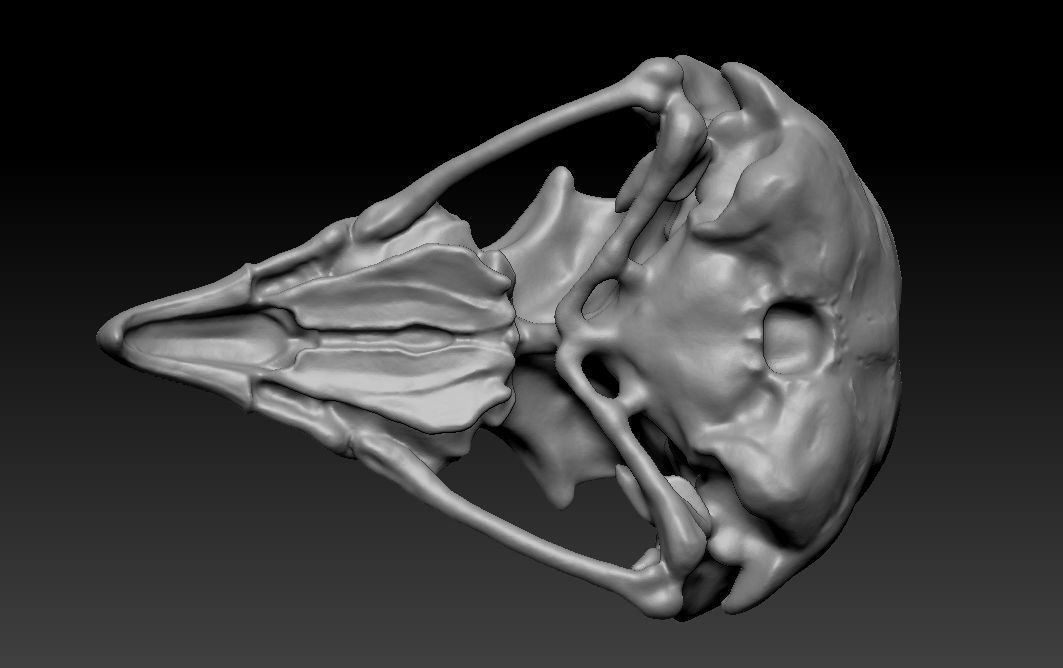 Owl skull 3D print model_15