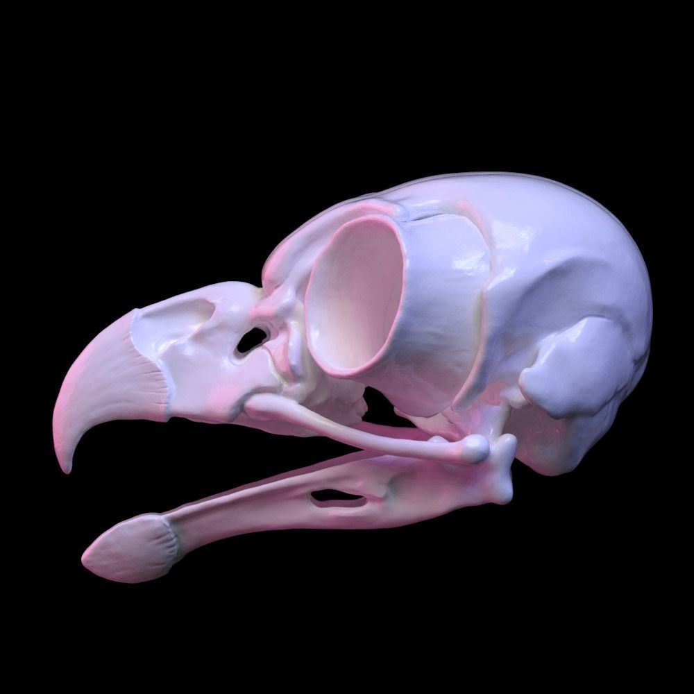 Owl skull 3D print model_3