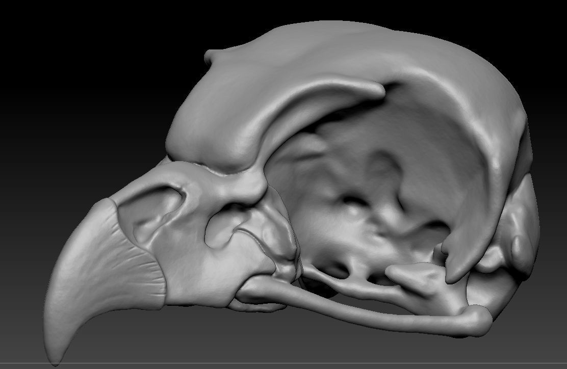 Owl skull 3D print model_5