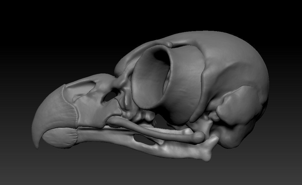 Owl skull 3D print model_6