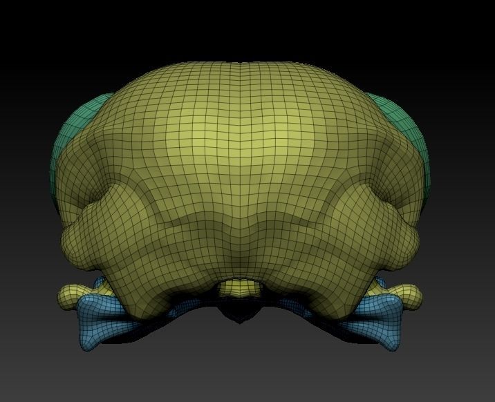 Owl skull 3D print model_20