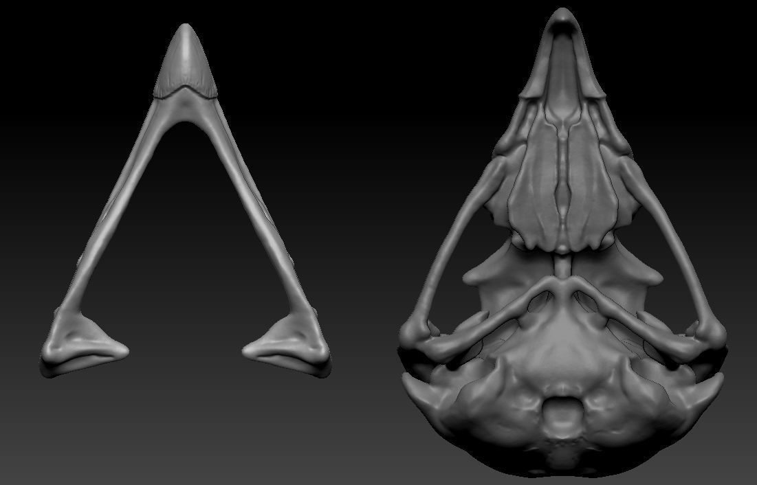 Owl skull 3D print model_13