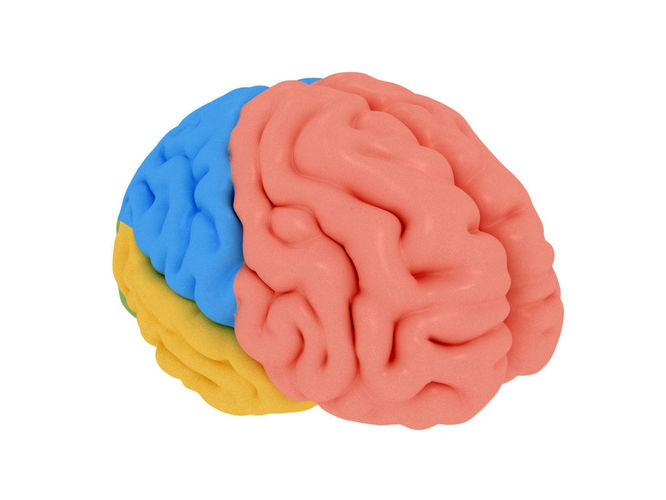 human brain Cerebrum Anatomy 3D model