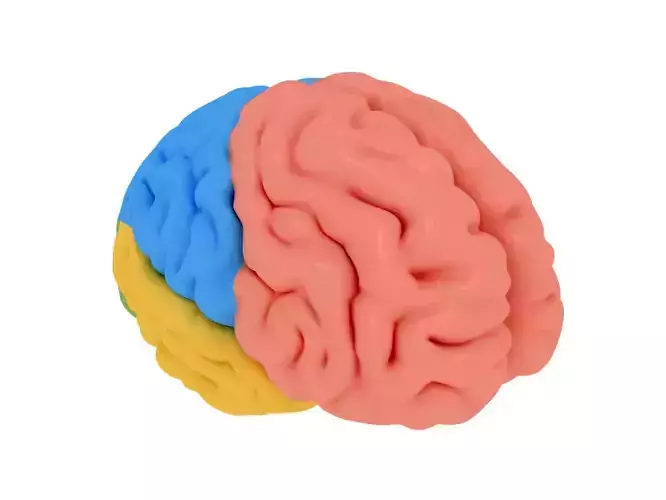 human brain Cerebrum Anatomy 3D model