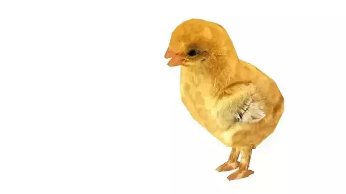 Animated Rigged Chick