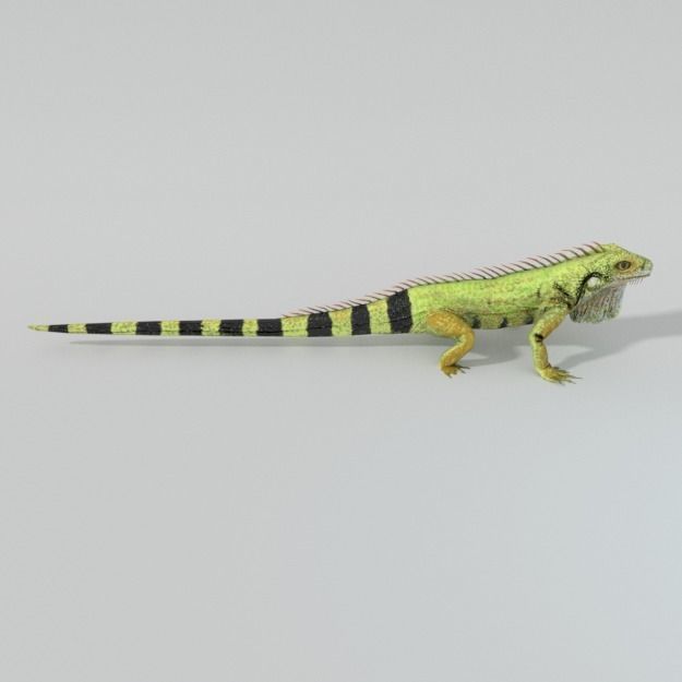 Iguana Low-poly 3D model_2