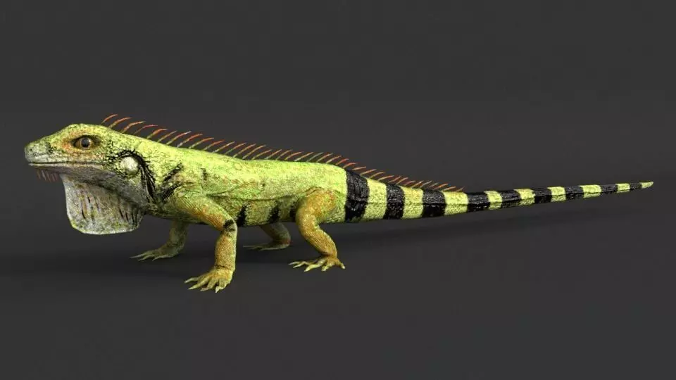 Iguana Low-poly 3D model_0