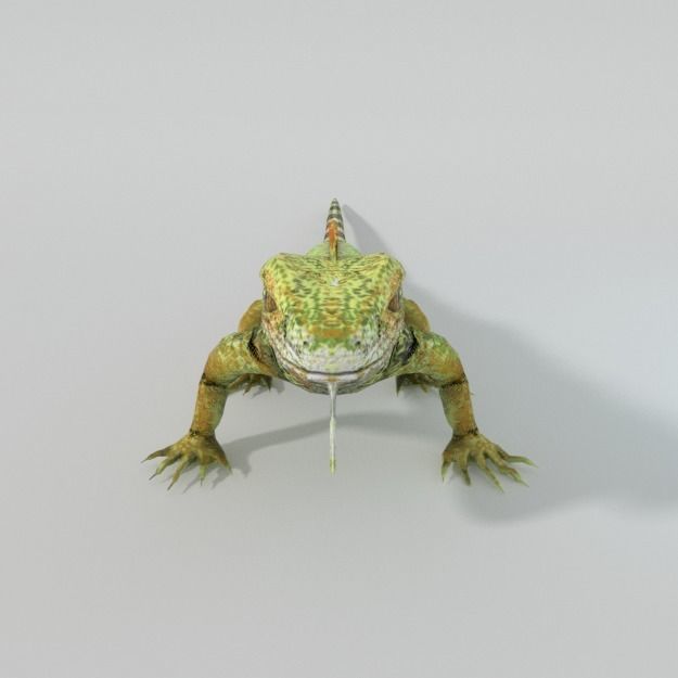 Iguana Low-poly 3D model_6