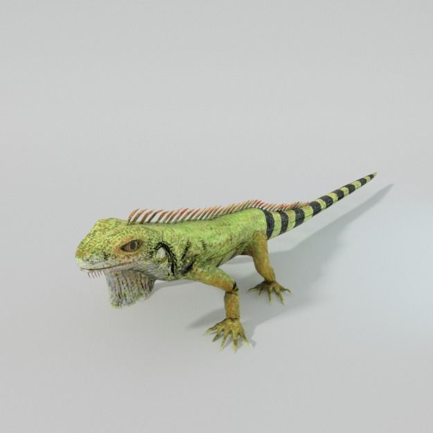 Iguana Low-poly 3D model_1