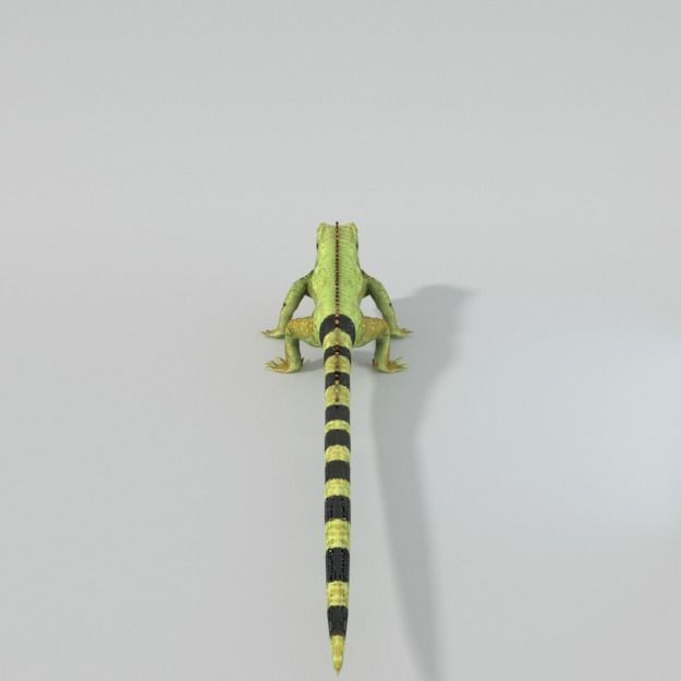 Iguana Low-poly 3D model_4