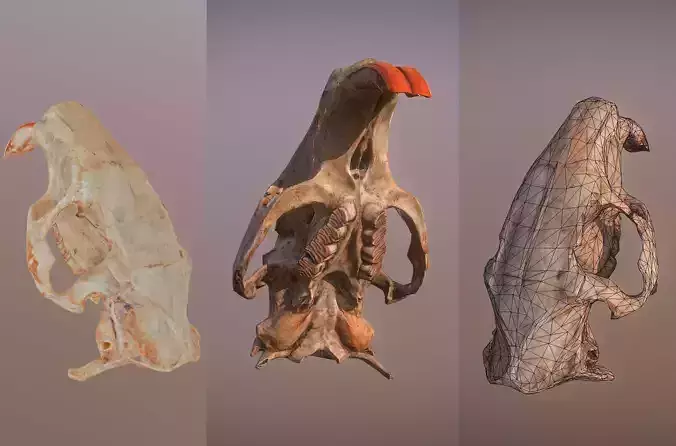 Photorealistic scanned nutria skull  Low-poly 3D model