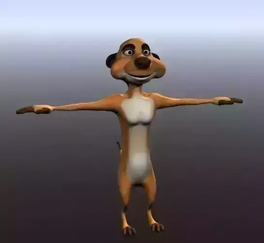 Timon meerkat