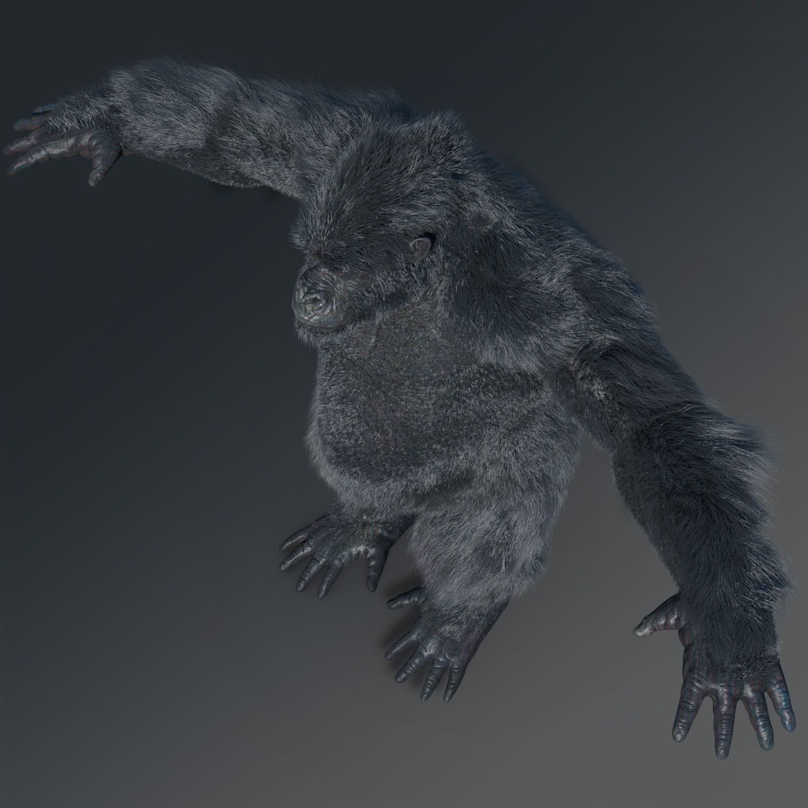 Gorilla 3D model_4