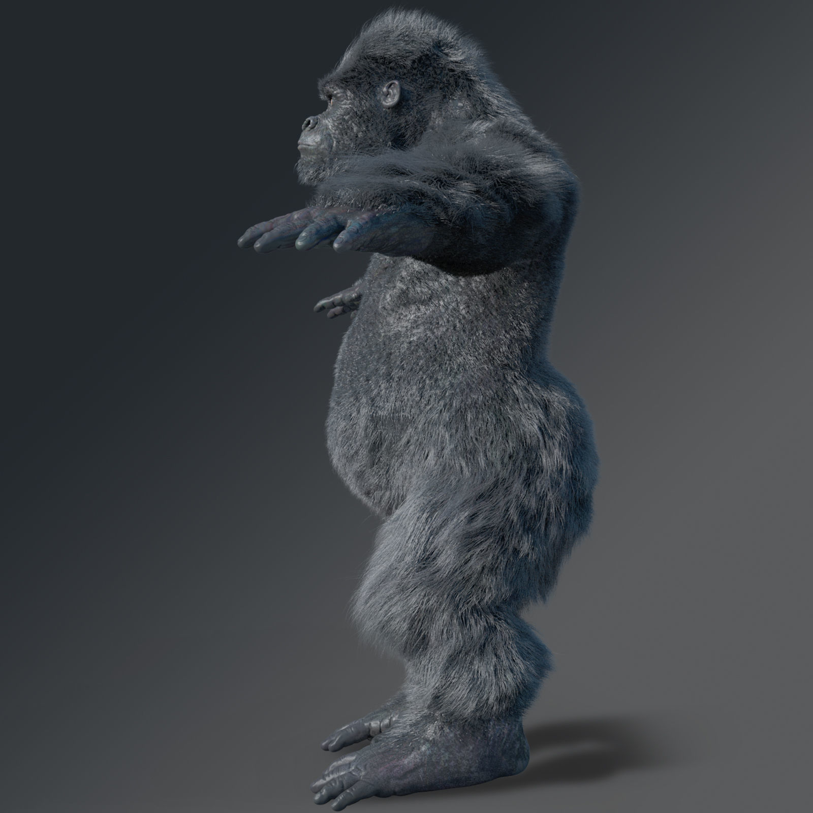 Gorilla 3D model_3