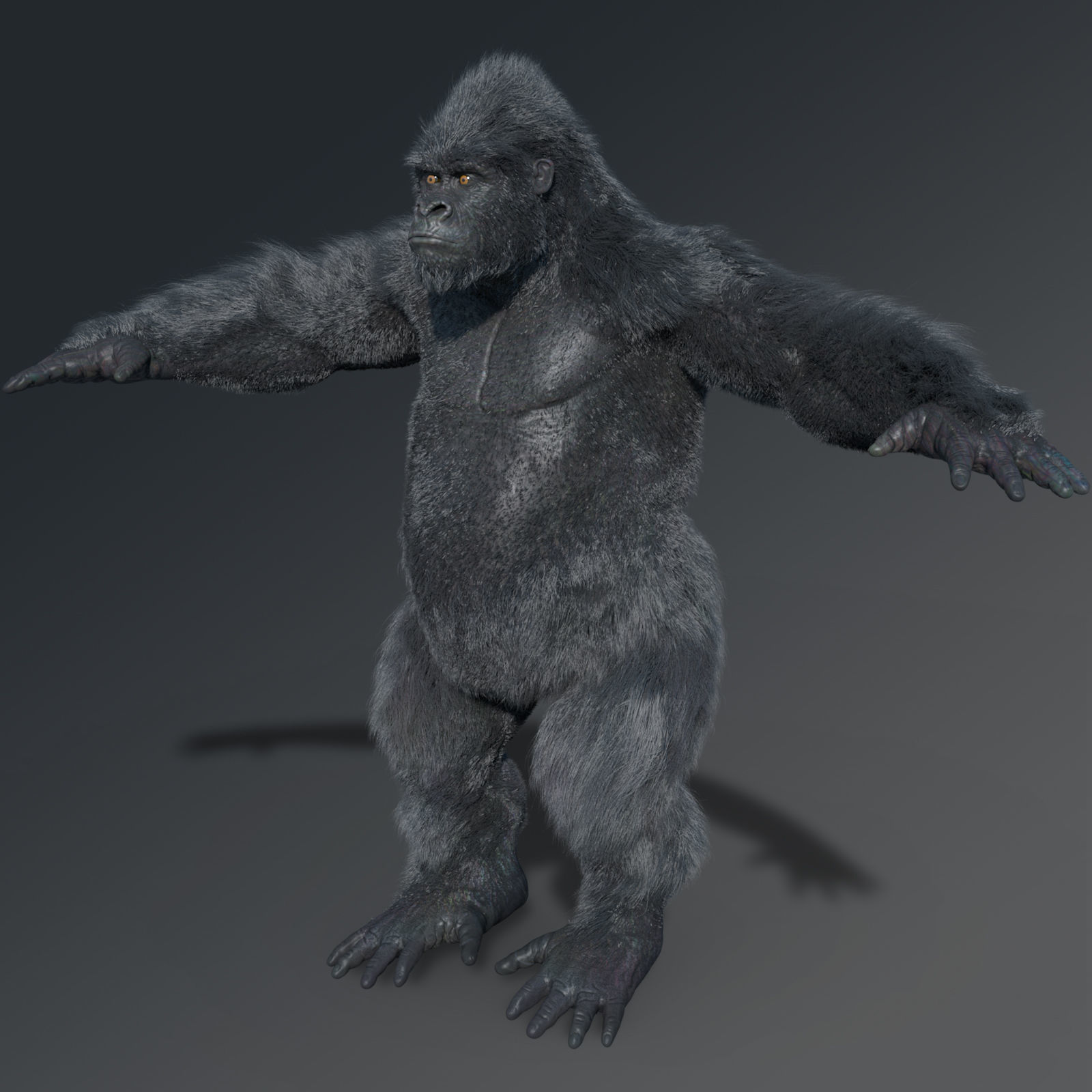 Gorilla 3D model_2