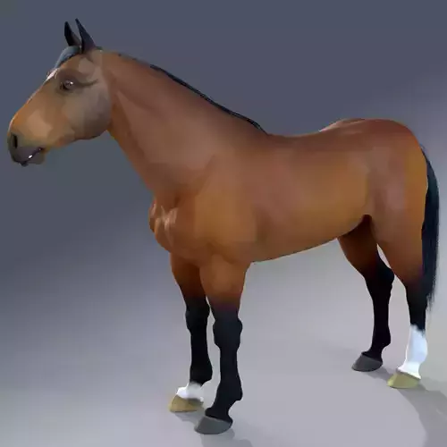 Horse - Bay Warmblood