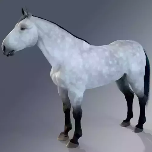 Horse - Dapple Gray Warmblood 3D model