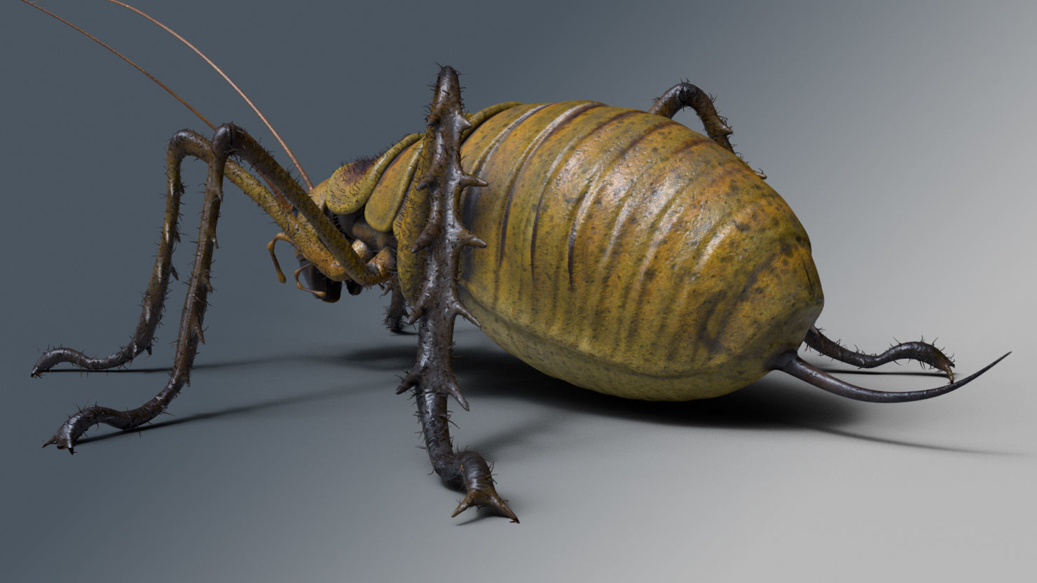 Cricket - giant weta Low-poly 3D model_3