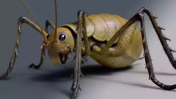Cricket - giant weta Low-poly 3D model