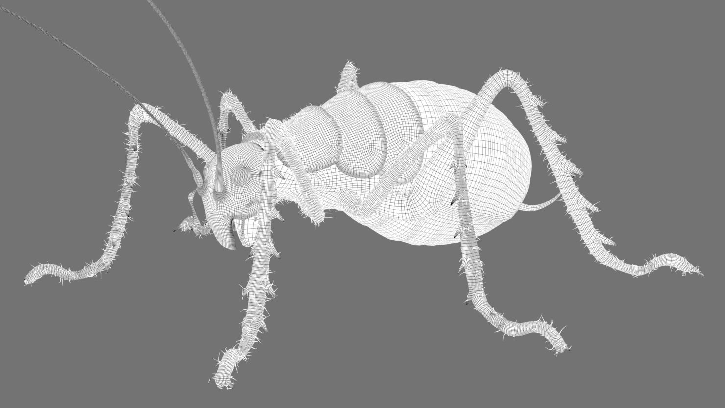 Cricket - giant weta Low-poly 3D model_8