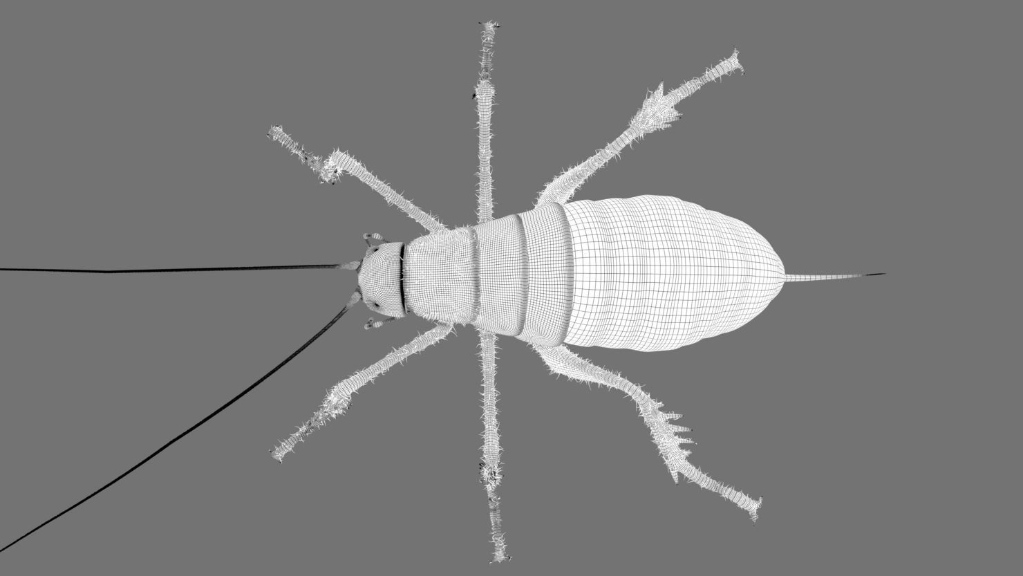 Cricket - giant weta Low-poly 3D model_7