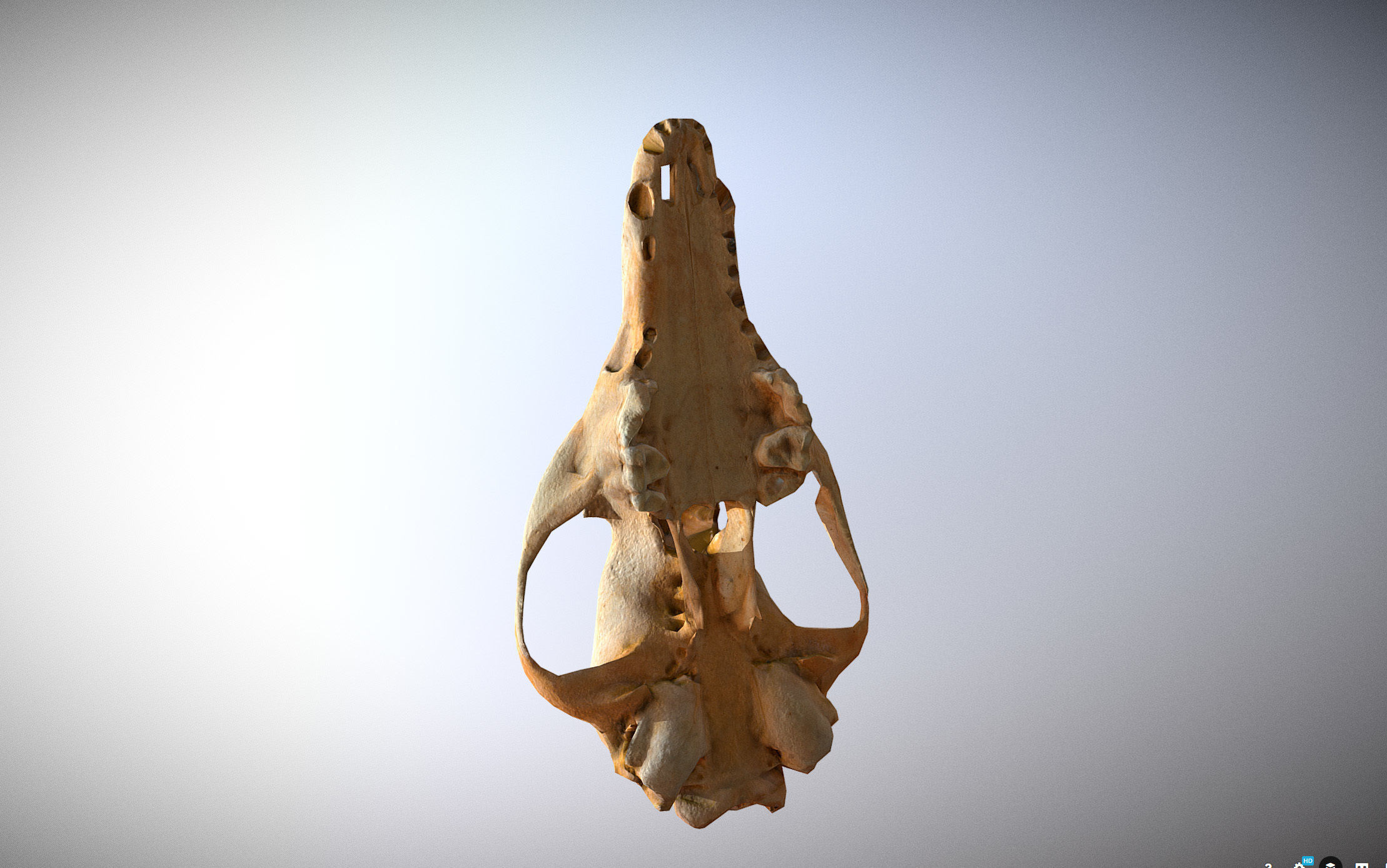 Small photorealistic Skull Low-poly 3D model_14