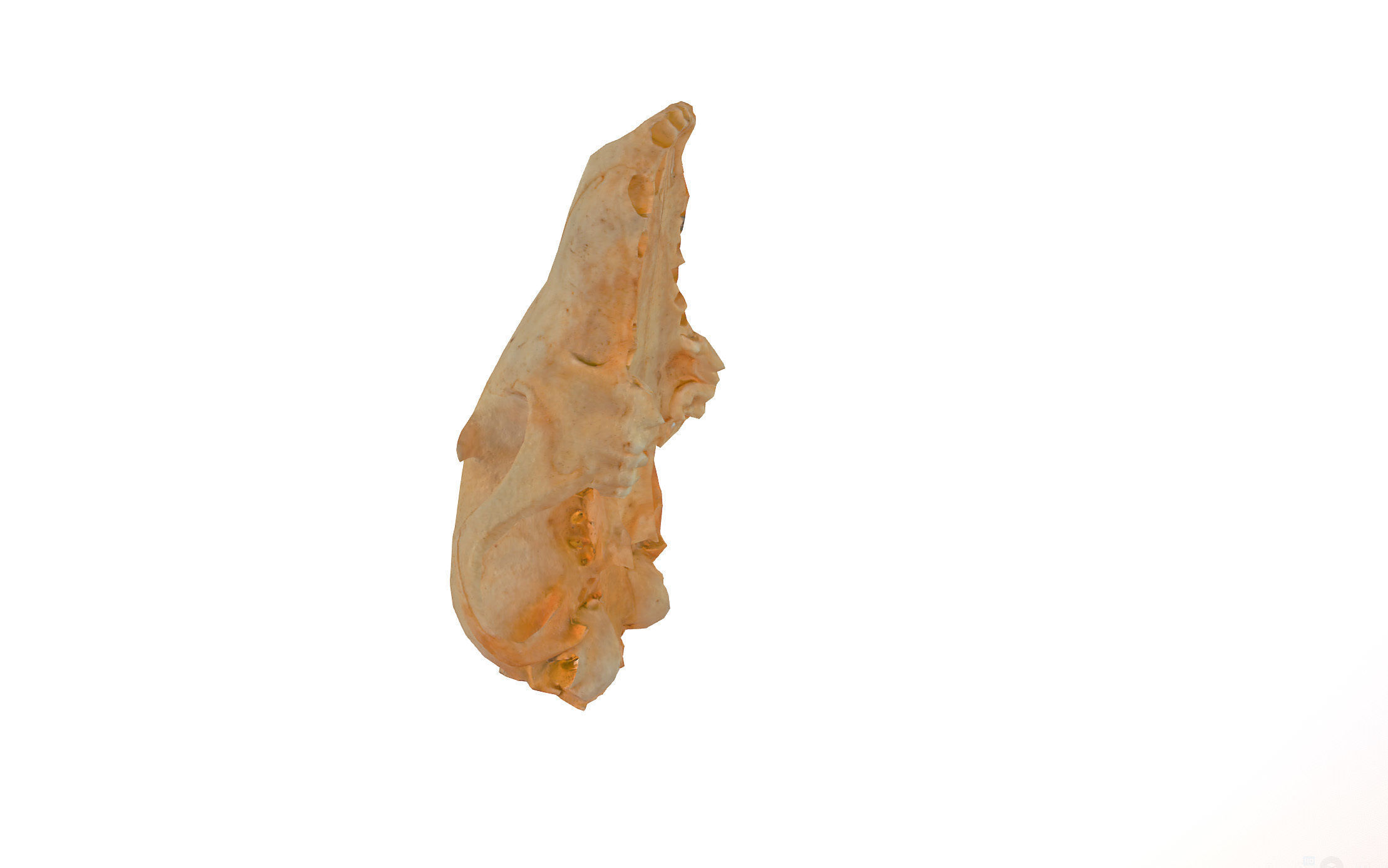 Small photorealistic Skull Low-poly 3D model_34