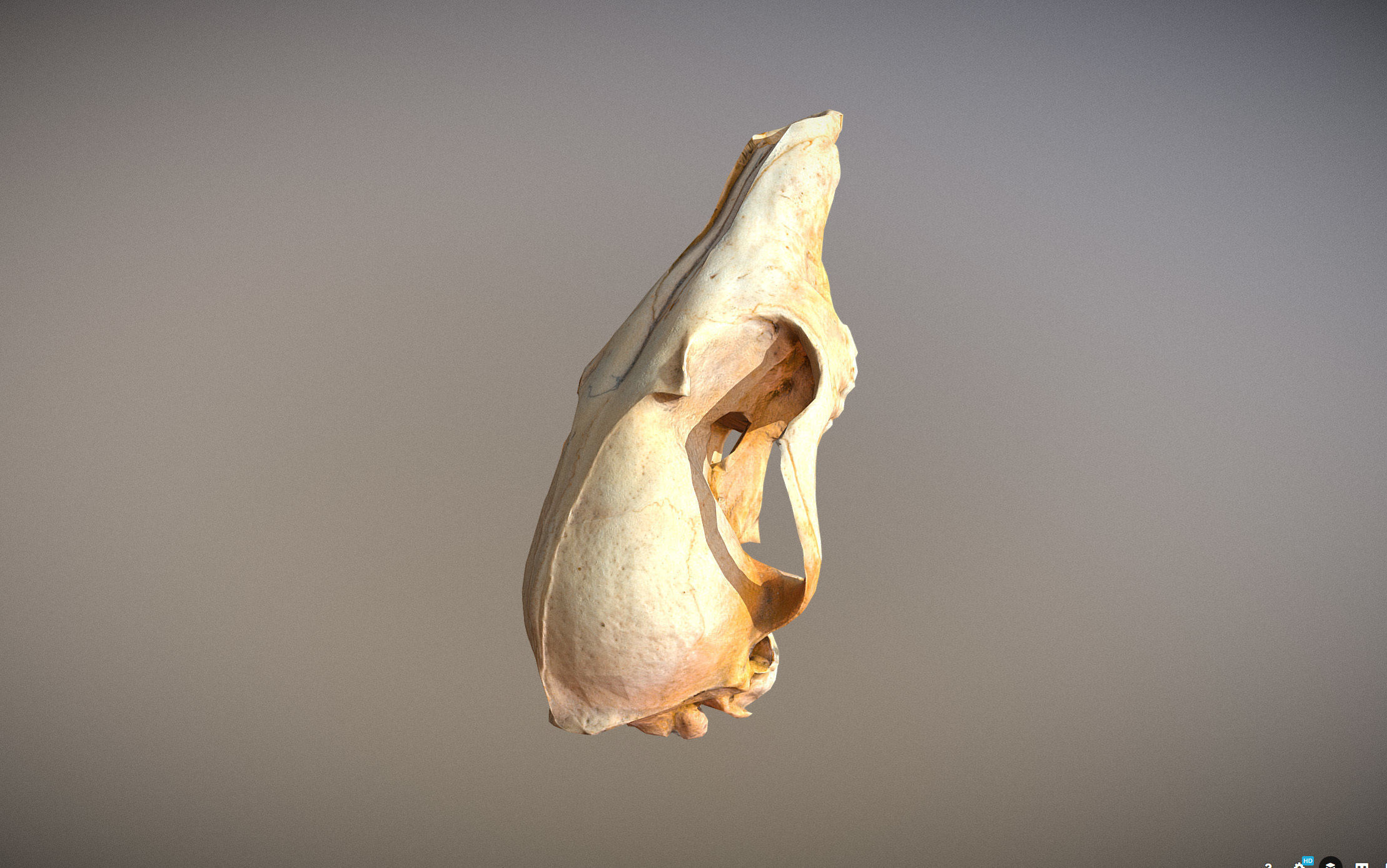 Small photorealistic Skull Low-poly 3D model_11