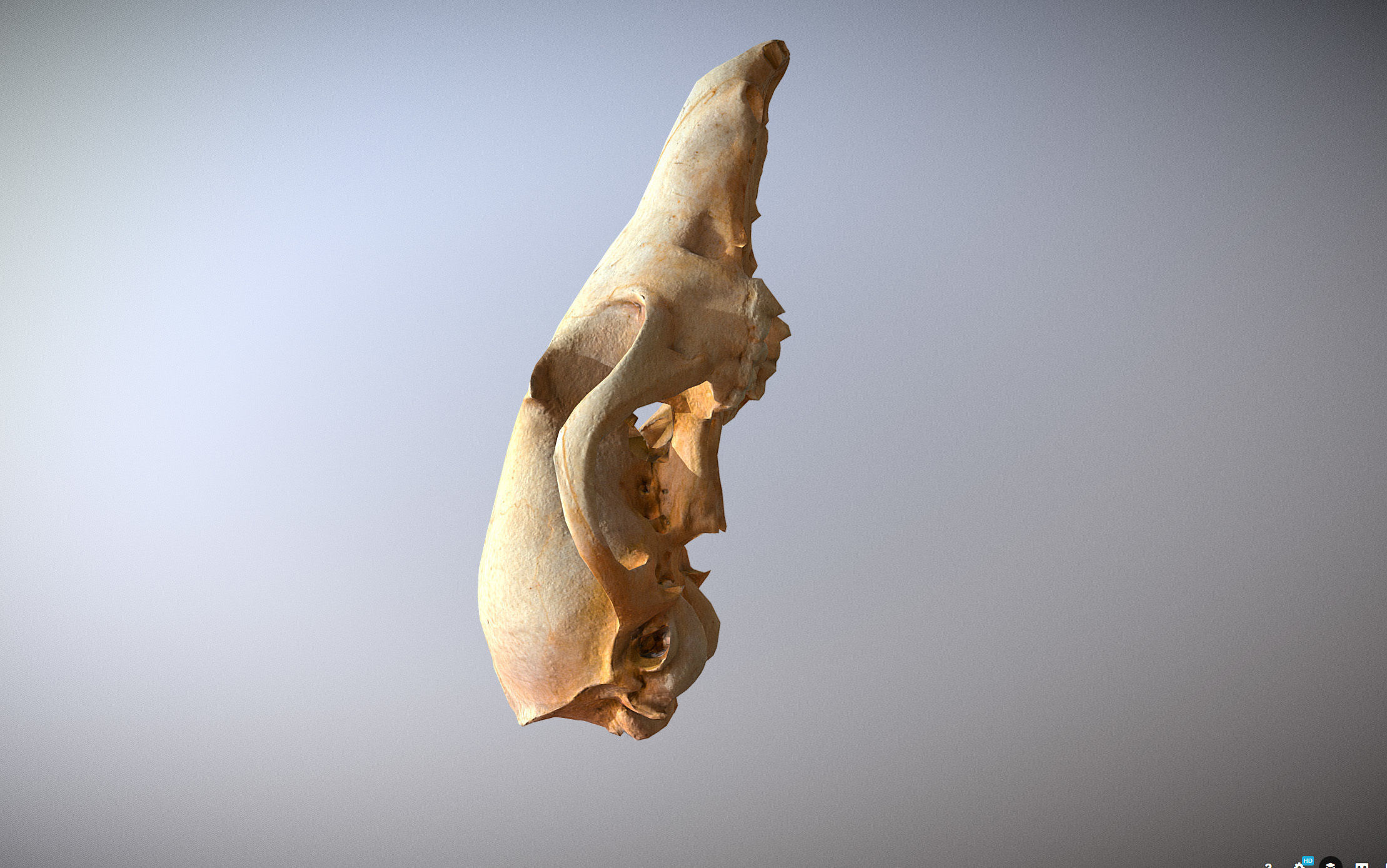 Small photorealistic Skull Low-poly 3D model_12