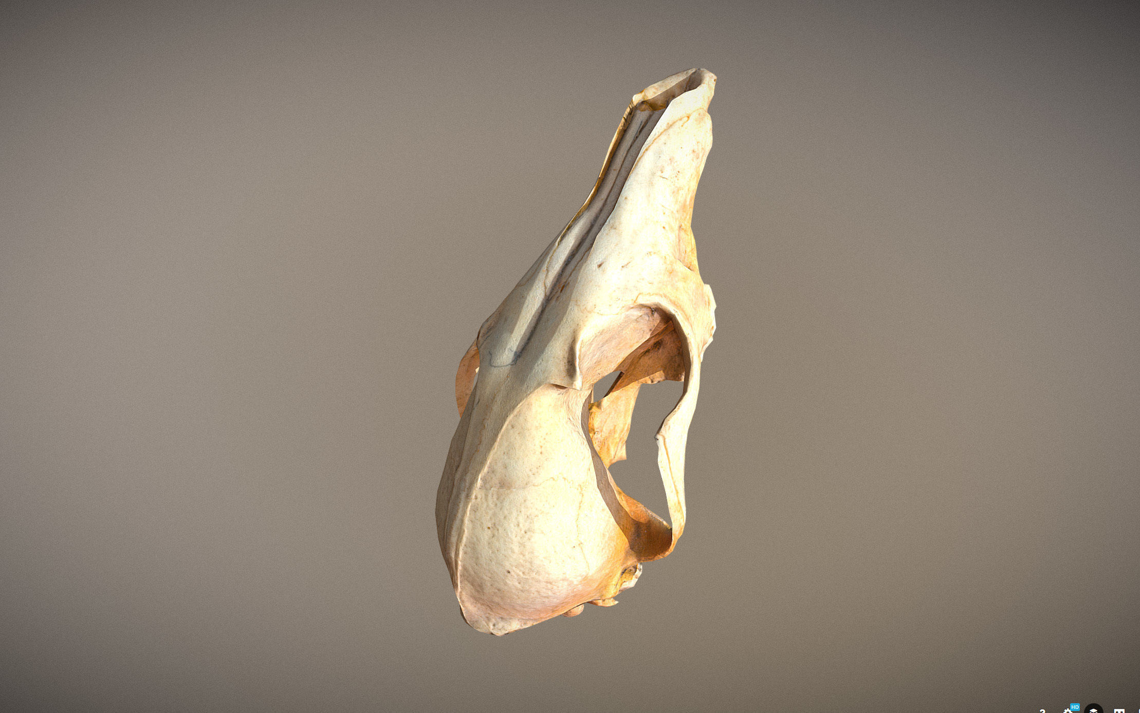Small photorealistic Skull Low-poly 3D model_3