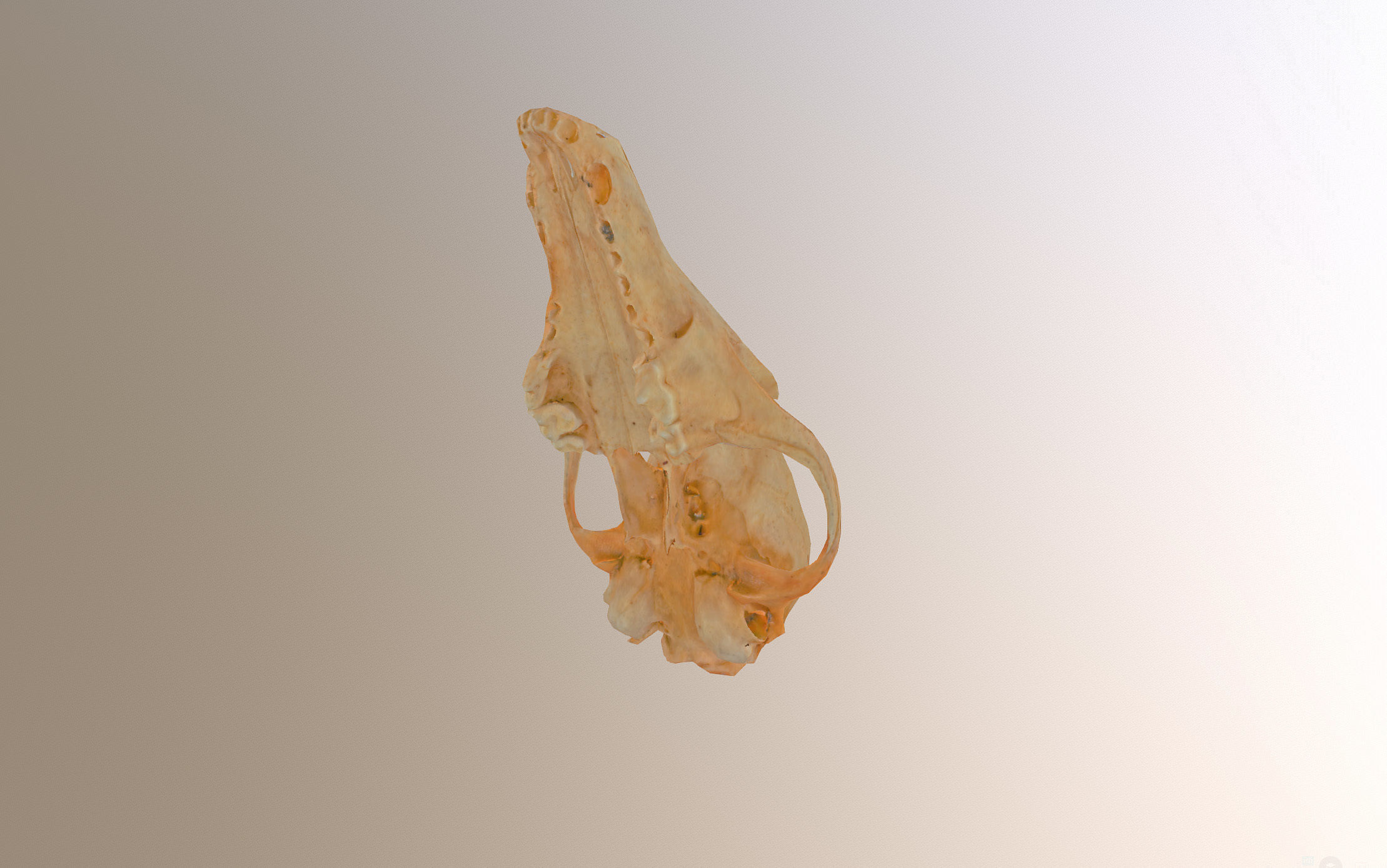 Small photorealistic Skull Low-poly 3D model_33