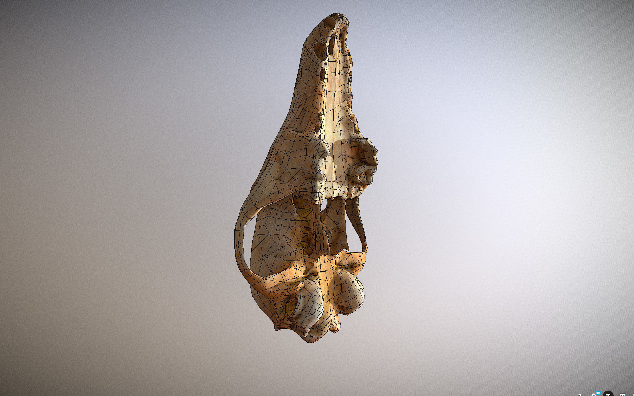 Small photorealistic Skull Low-poly 3D model_19