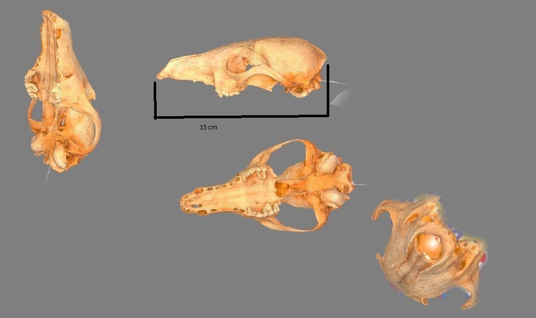 Small photorealistic Skull Low-poly 3D model_39