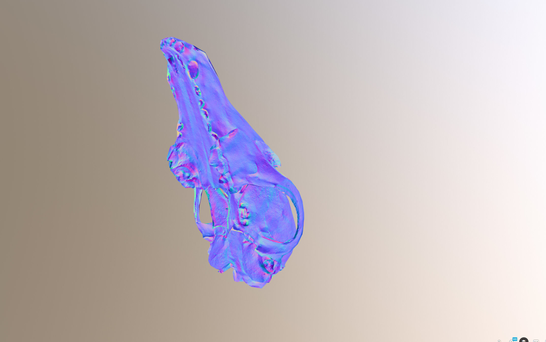 Small photorealistic Skull Low-poly 3D model_30